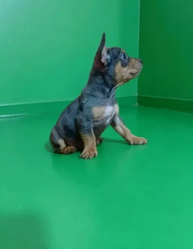 Pinscher fofo