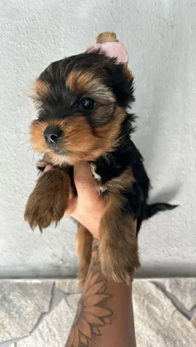 Filhote de Yorkshire o pequeno príncipe das quatro patas que encanta todos
