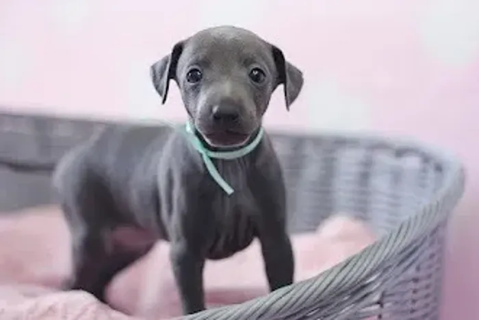 Galgo Italiano Machos e Femeas