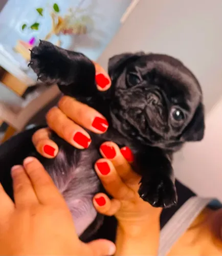 Cachorro ?