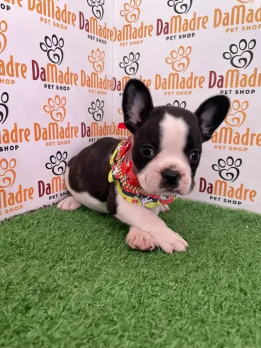 Buldogue Francês Fêmea 
