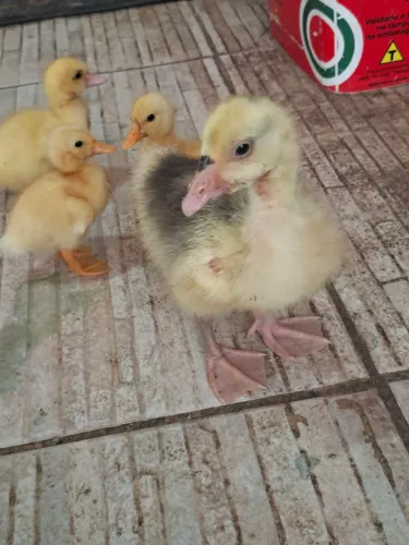 Ganso,patos