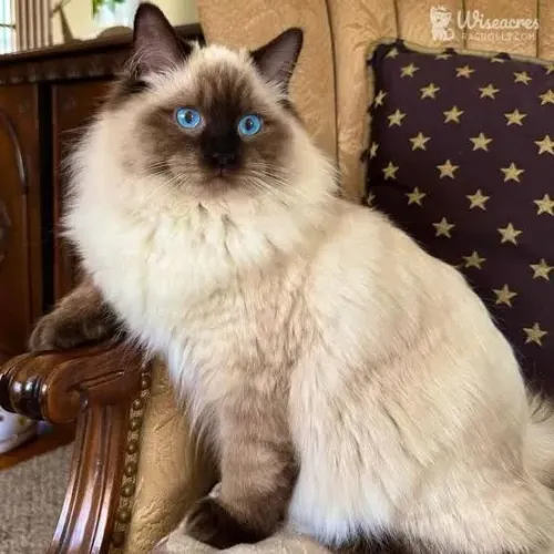 Ragdoll *Filhote
