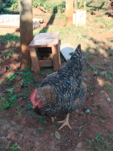 Galinhas carijó