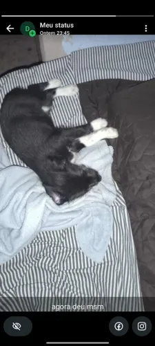 Doação de cachorro 