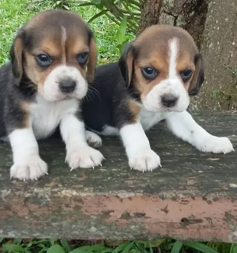 Beagle 13 polegadas mine pronta entrega