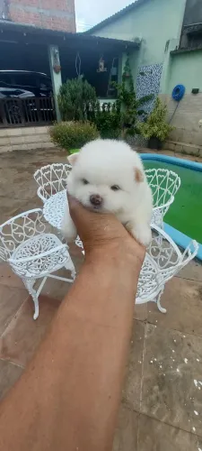 Filhotinhos de lulu da pomerania anão branco neve
