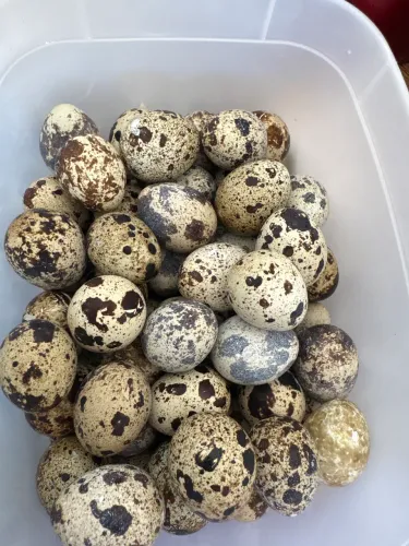 Ovos galados de codornas japonesa