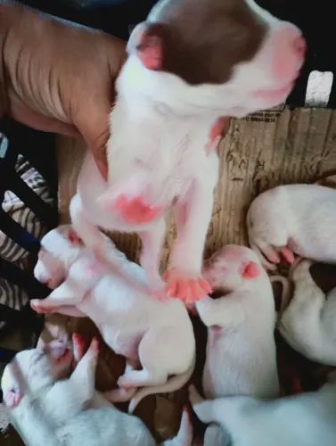 Pitbull red nose