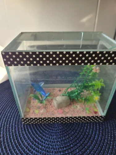 Aquário para peixe beta