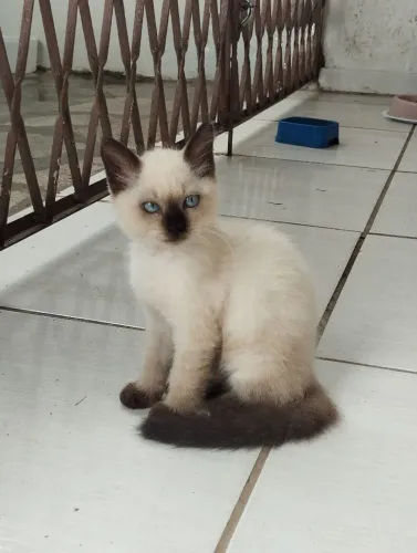 Gatinho macho para adoção