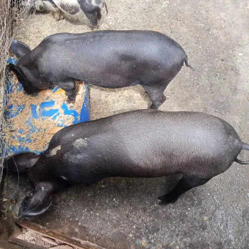Leitoas 