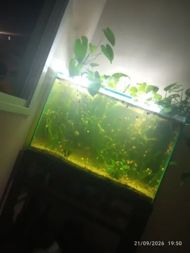 Vendo esse aquário 95 litros montado cm falna