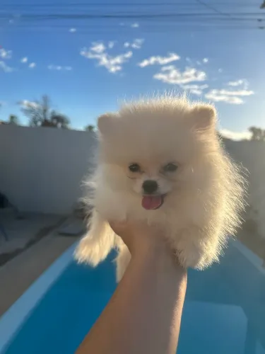 Spitz alemão anão 