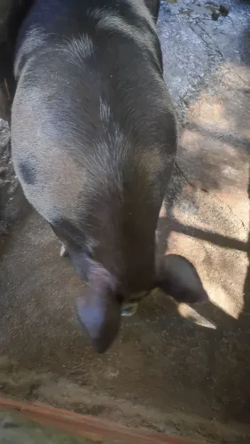 Vendo porco pietren