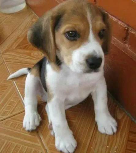 Filhotes de Beagle | Patinhas prontas para novas aventuras!
