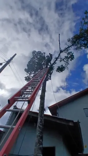 limpeza de terreno e podas de árvores