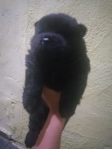 Filhote Chow-chow, Fofura garantida em quatro patinhas!