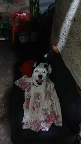 Estou doando um cachorro atende por nome de Apolo dócil 