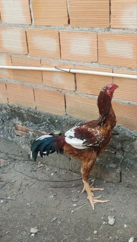 FRANGO