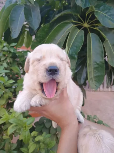 Filhote de golden a pronta entrega