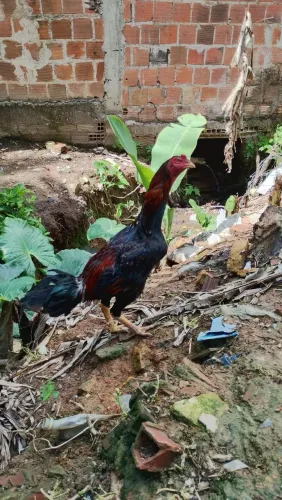 Vendo galo de raça