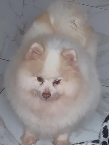 Lulu da pomeranea