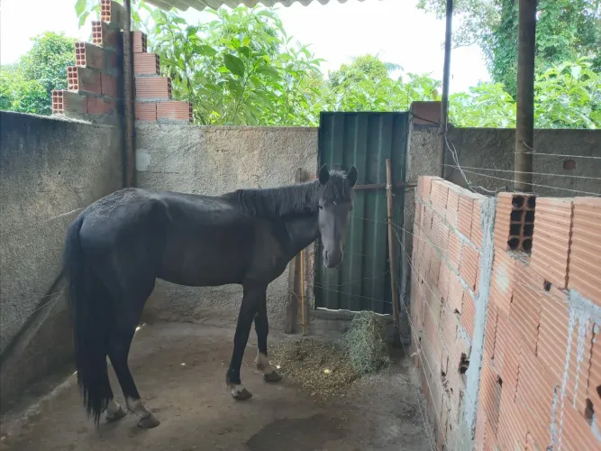 Cavalo manso, bom de rédea, andamento picado