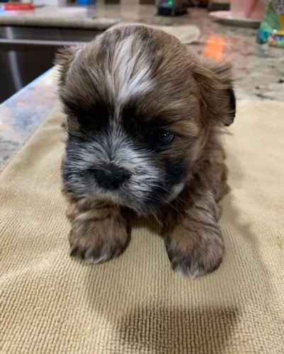 Lhasa Apso charmoso