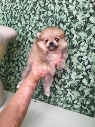Spitz Alemão lindos filhotes prontos para nova família