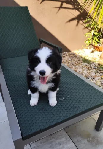 Filhotes de Border Collie disponíveis
