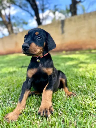 Belíssimo Doberman últimos machos para reservar padrão top