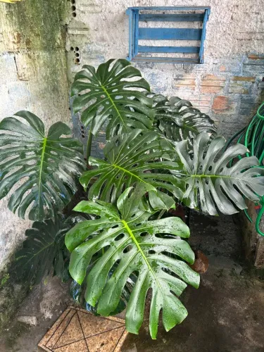 Planta costela de Adão