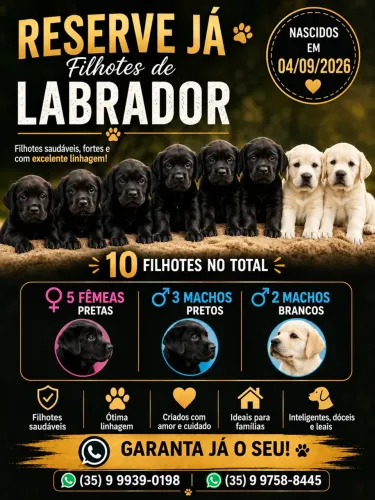 Filhotes de Lavrador