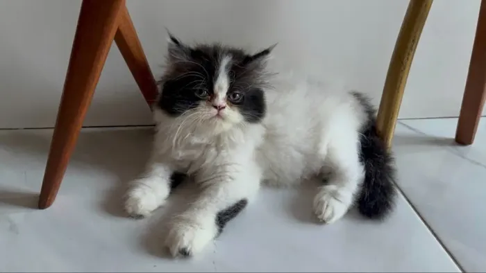Filhote de gato Persa - Macho