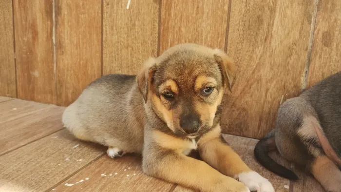 Doa-se cachorrinho SRD