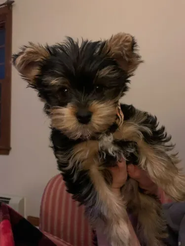 Yorkshire-Tem coisa mais bonita que esse olhar?
