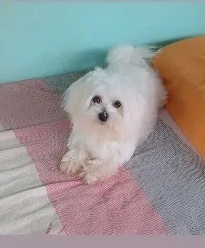 Vendo uma maltês fêmea leia a descrição
