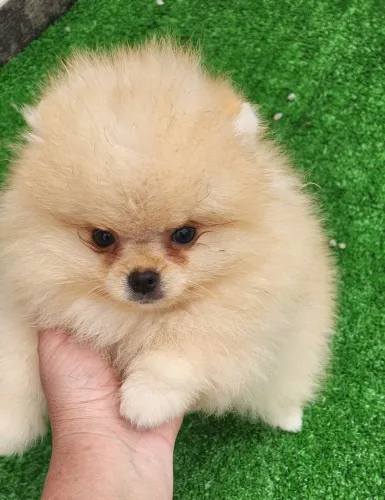 Lindo lulu anão.
