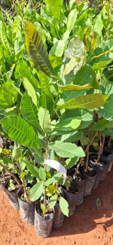 Muda de Caju anão produzindo com flores ?