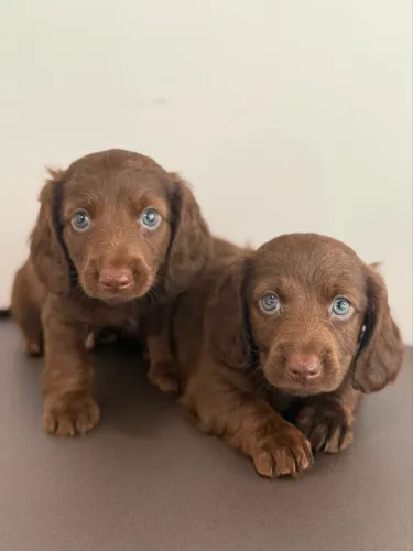dachshund pelo longo