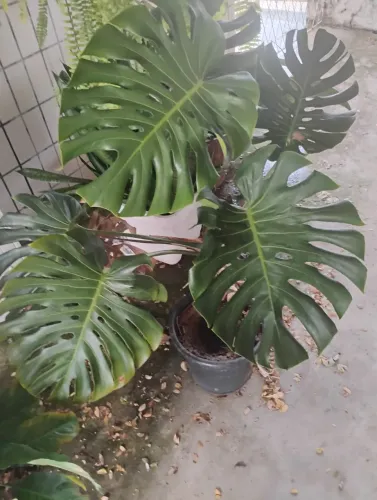 Conjunto de plantas a venda