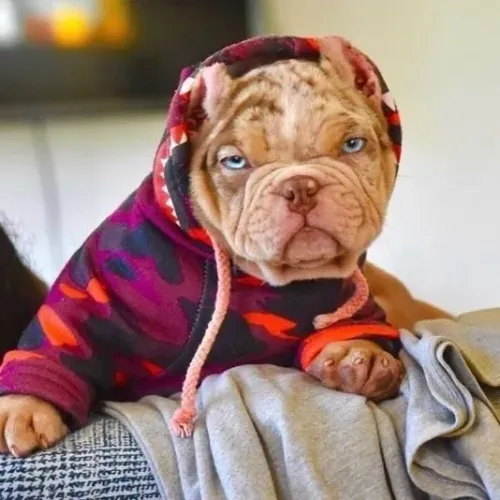 American Bully - Patinhas Que Despertam Sorrisos