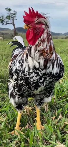 Ovos férteis galinha sertaneja balão (GSB)