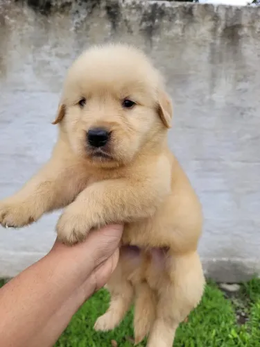 Golden retriever presente para família pedigree microchip opc