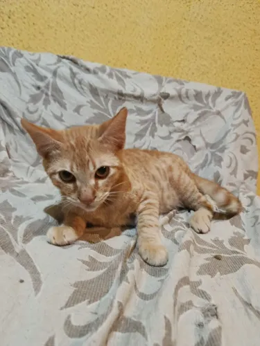 Gatos para adoção