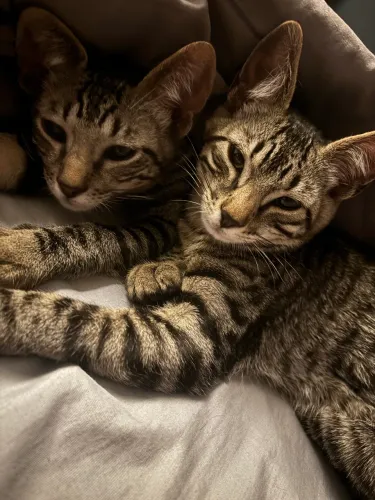 Doação gato