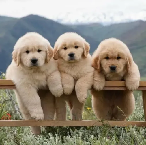 Filhotes de Golden Retriever | Um amigo para compartilhar felicidade.