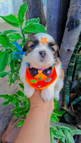 Vendo lindos filhotes da raça Shih-tzu 