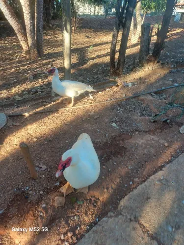 Pato macho e femea apartir de 60,00